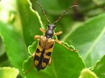 Insect of the Month