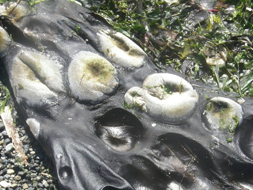 Wandering Image