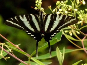 Zebra Swallowtail