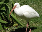 Bird of the Month -  click to visit
