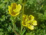 Wildflower of the Month - click to visit