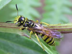 Bug of the Month - click to visit