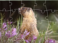 2013 Pictures of the Week Jigsaw Puzzles