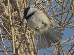 Black-capped Chickadee