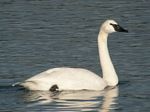 Trumpeter Swan