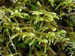 Giant Antitrichia Moss