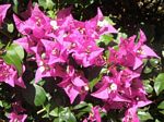 Bougainvillea 