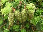 Douglas-fir Cones