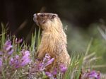 Yellow-bellied Marmot