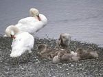 Mute Swans Family