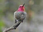 Anna's Hummingbird,