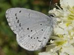 Spring Azure Butterfly