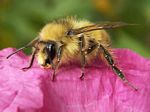 Yellow-fronted Bumblebee