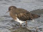 Black Turnstone