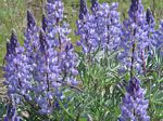 Silky Lupines