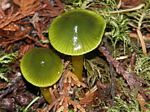 Parrot Waxy Cap Mushrooms