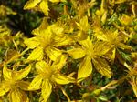 Western St. John's-wort