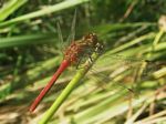 Cardinal Meadowhawk