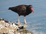 Black Oystercatcher