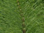 Common Horsetail