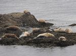 Harbour Seals