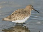 Dunlin