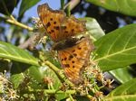 Satyr Comma Butterfly