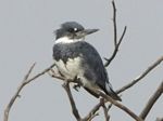 Belted Kingfisher 