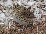 Savannah Sparrow