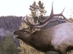 Bugling Elk 