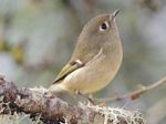 Ruby-crowned Kinglet