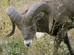 Bighorn Sheep