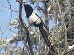 Black-billed Magpie