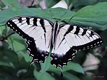 Zebra Butterfly 