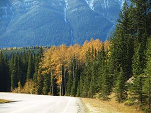 Autumn Highway