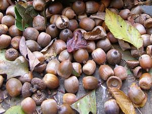 Red Oak Acorns