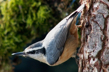 Red-breasted Nuthatch II 