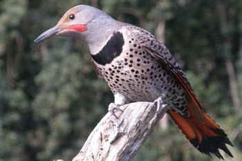 Northern Flicker