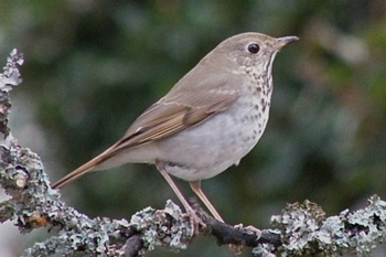 Hermit Thrush 