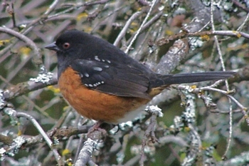 Spotted Towhee