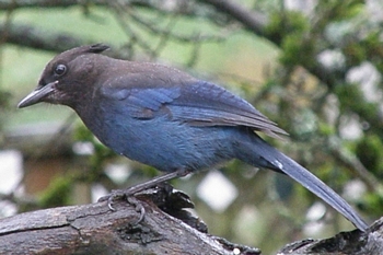 Steller's Jay