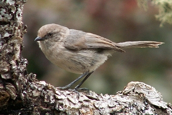 Bushtit