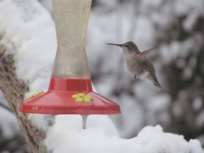 Anna's Hummingbird in winter