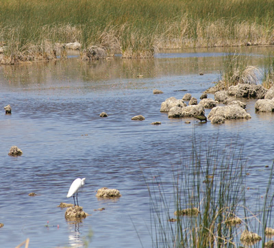 Great Egret and wetlands