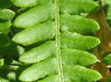 Close-ups in Nature 10