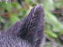 Close-ups in Nature 11