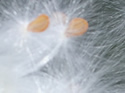 Close-ups in Nature 12
