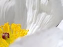 Close-ups in Nature 13