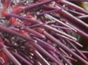 Close-ups in Nature 16