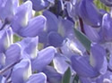 Close-ups in Nature 17